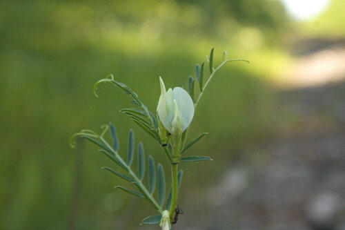 Vicia lutea, photograph 1