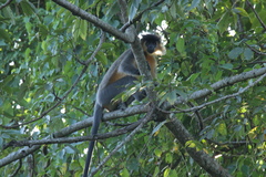 Trachypithecus pileatus
