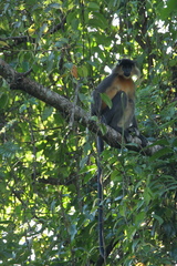 Trachypithecus pileatus