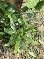 Acacia auriculiformis