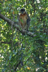 Trachypithecus pileatus