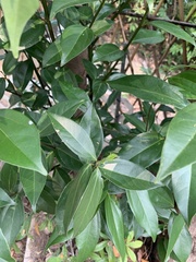 Cinnamomum burmanni