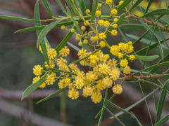 Acacia uncifolia