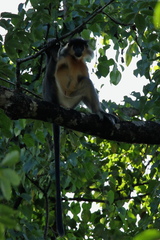 Trachypithecus pileatus