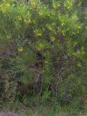 Acacia uncifolia