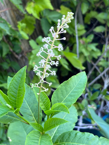 American pokeweed seen in Sonoma Valley