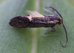 Esperia sulphurella