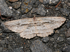 Scioglyptis loxographa