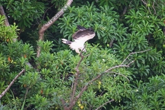 Haliaeetus leucogaster