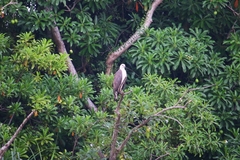 Haliaeetus leucogaster