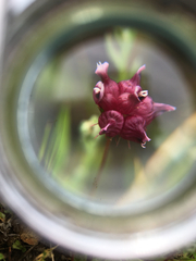Trifolium depauperatum