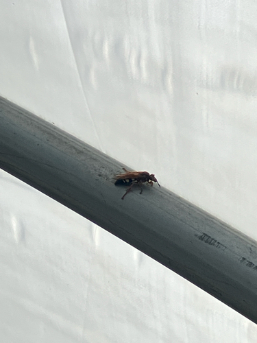 Eastern Cicada-killer Wasp