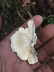 Trametes velutina