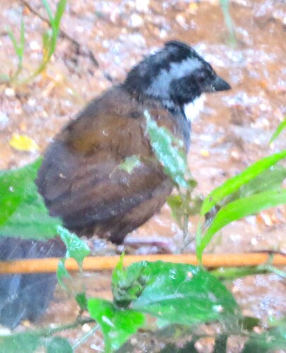 Sierra Nevada Brushfinch (Arremon basilicus), photo 5
