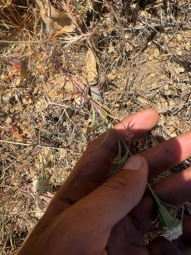 Chaenactis xantiana observed 2026-05-18