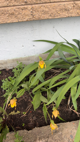 yellow lady's slipper