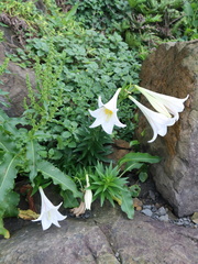 Lilium longiflorum