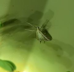 Euclasta maceratalis