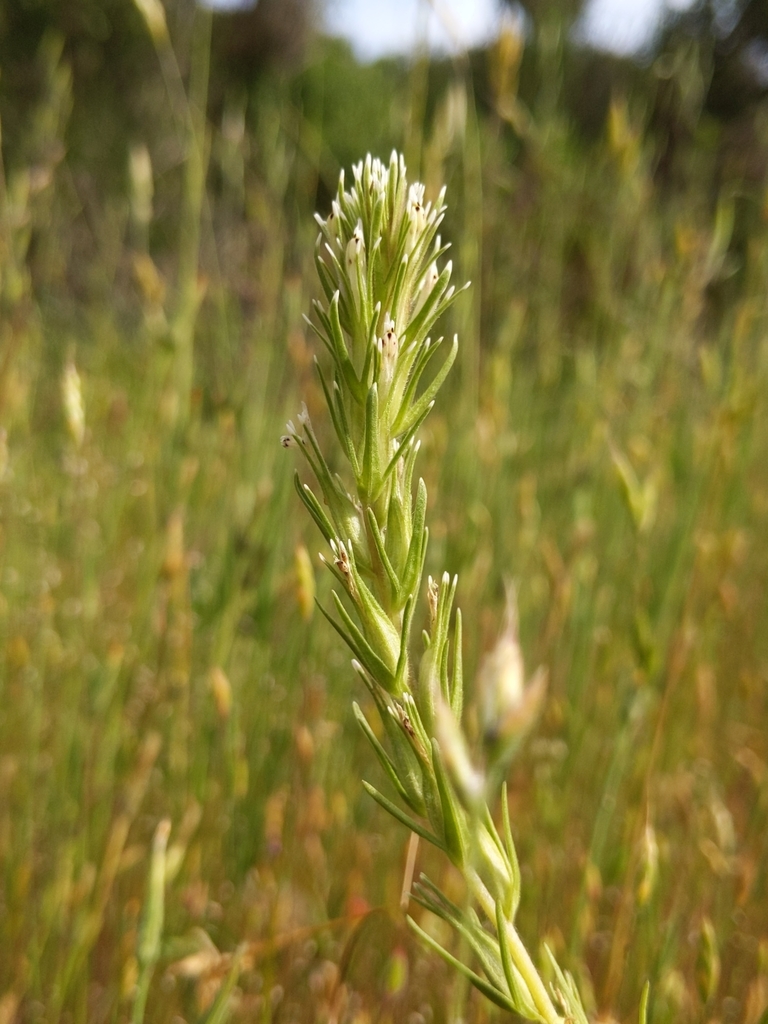 valley tassels from Chabot Park, Oakland, CA 94605, USA on April 25, 2020 at 0411 PM by Ken