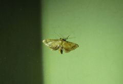 Idaea trypheropa