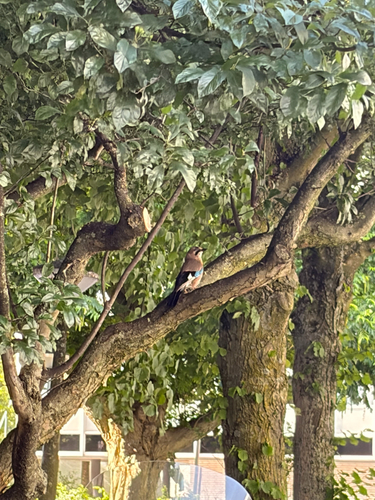 Eurasian Jay