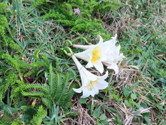 Lilium longiflorum