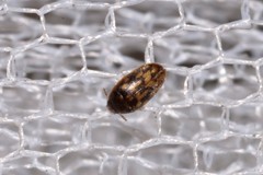 Litargops multiguttatus
