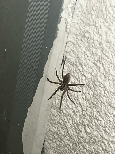 Radiated Wolf Spider