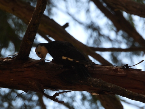 iNaturalist observation photo of White-headed Woodpecker