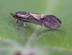 Esperia sulphurella