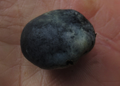 Rossbeevera pachydermis