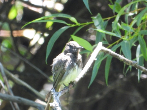 iNaturalist observation photo of Black Phoebe