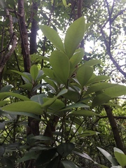Litsea rotundifolia