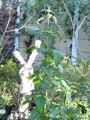 Leonotis nepetifolia nepetifolia