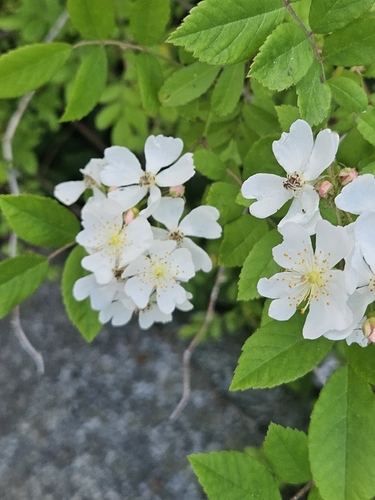 roses