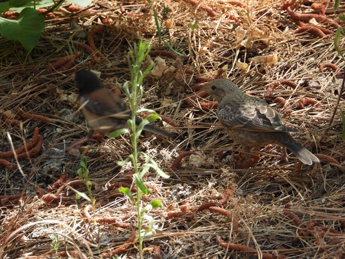 iNaturalist observation photo of Brown-headed Cowbird