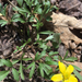 Early Buttercup - Photo (c) amlambert11, some rights reserved (CC BY-NC), uploaded by amlambert11