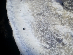 Trametes velutina