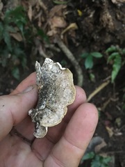 Trametes velutina