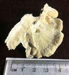 Trametes velutina