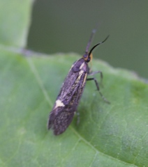 Esperia sulphurella