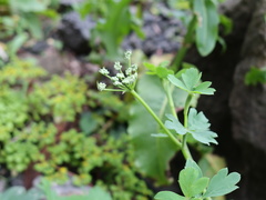 Peucedanum japonicum
