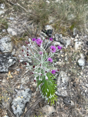 author not stated, no rights reserved Vernonia lindheimeri, photograph author not stated, no rights reserved