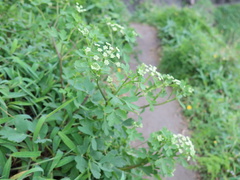 Peucedanum japonicum
