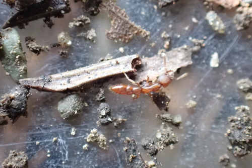 Stigmatomma silvestrii