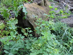 Peucedanum japonicum