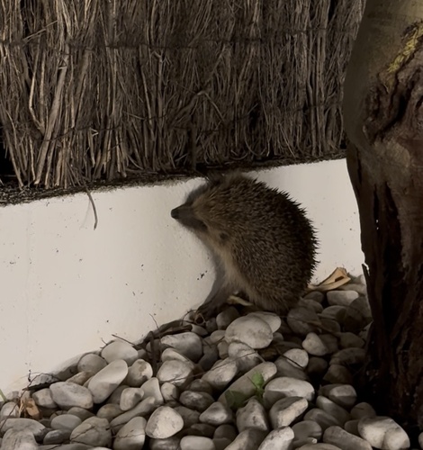 Common Hedgehog
