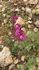 Gladiolus italicus