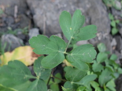 Peucedanum japonicum