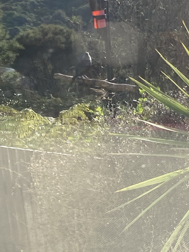 New Zealand Tūī